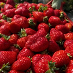 Jagode neprskano domace Poljoprivredno gazdinstvo Rankovci
