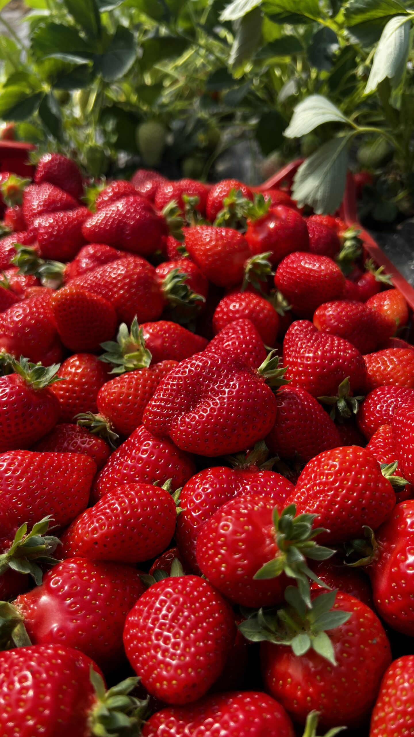Jagode neprskano domace Poljoprivredno gazdinstvo Rankovci