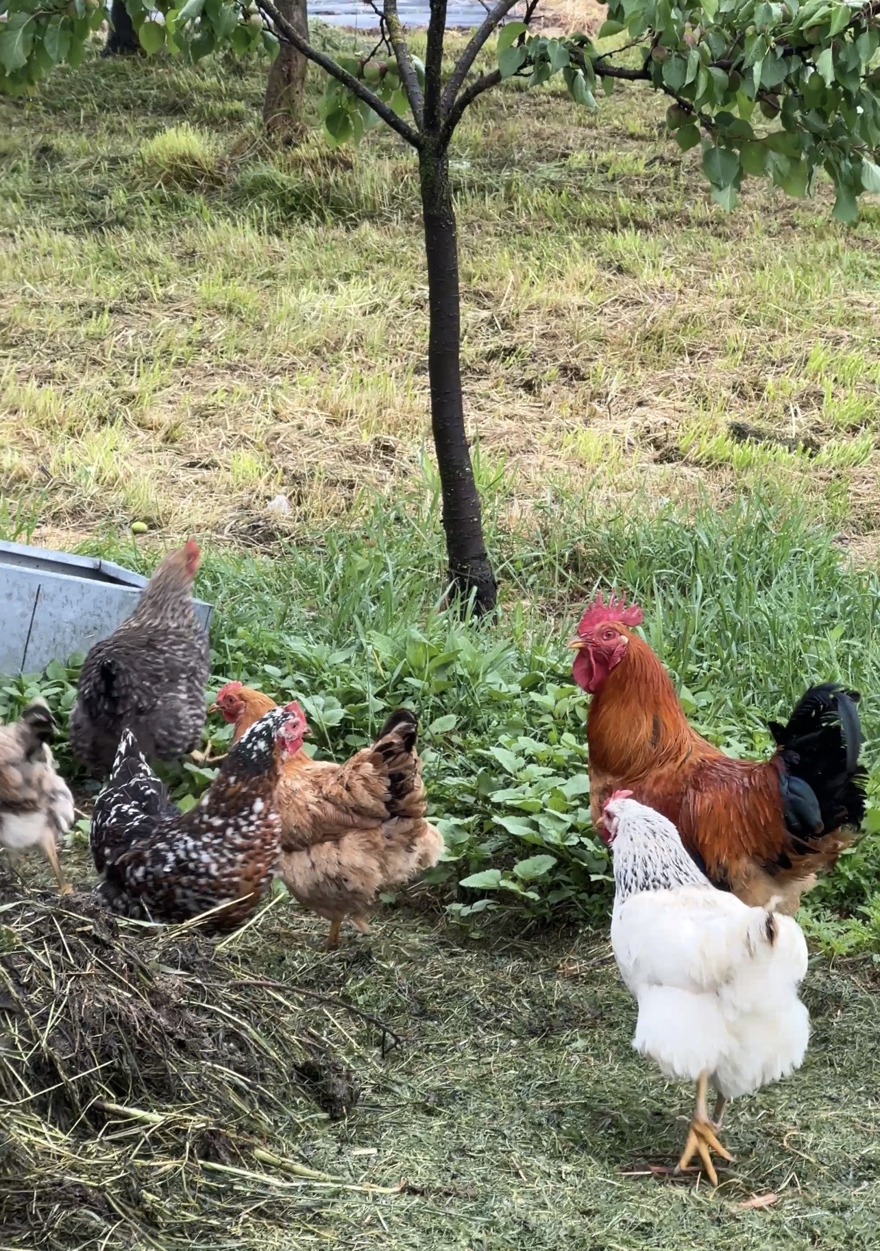 Domaća jaja od koka koje šetaju NE jedu koncentrat - Слика 8