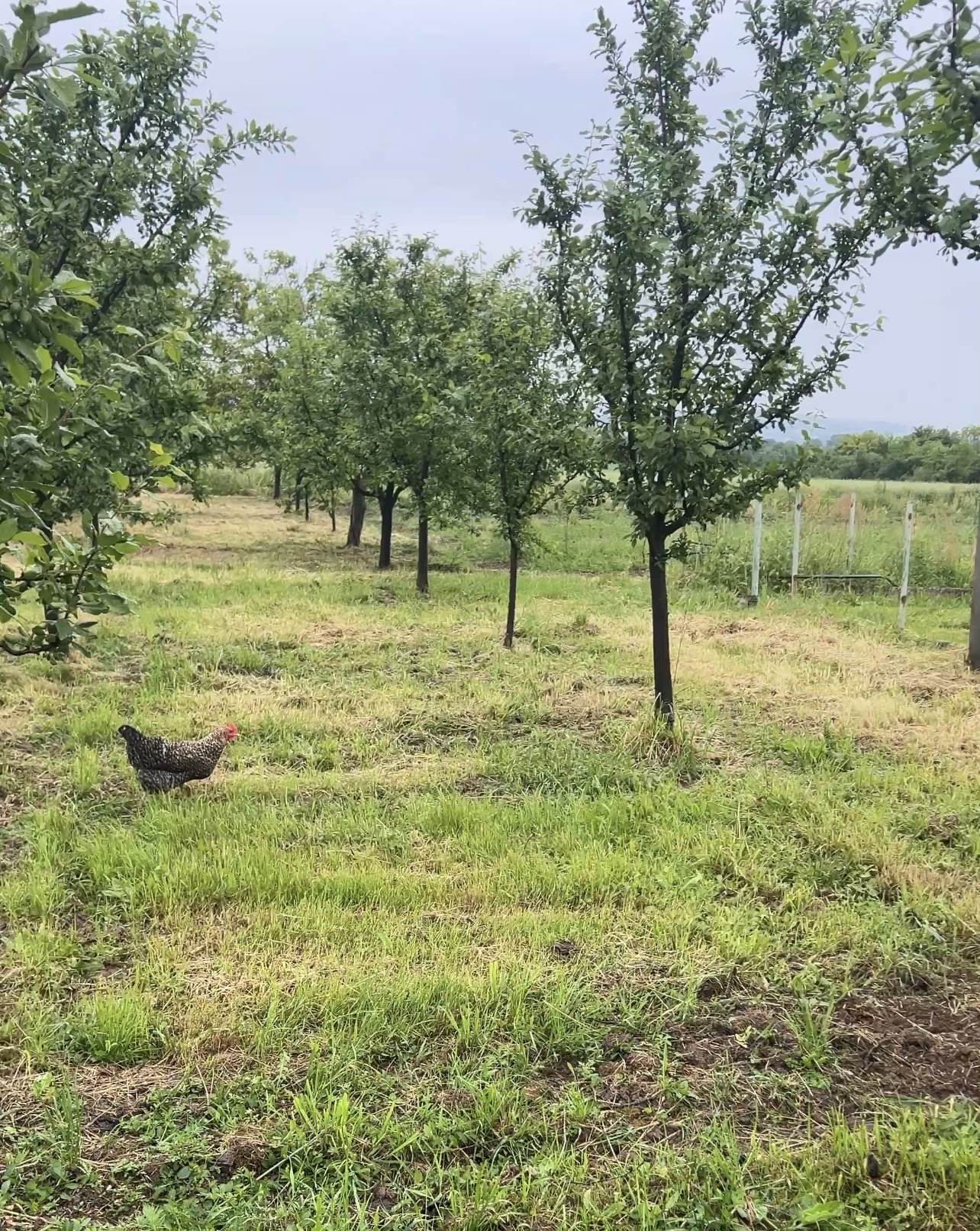 Domaća jaja od koka koje šetaju NE jedu koncentrat - Слика 3